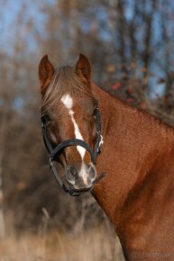 Welsh pony sekce B - 2