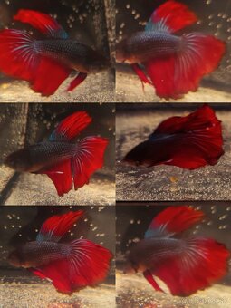 Betta Splendens - Bojovnica Pestrá - 2