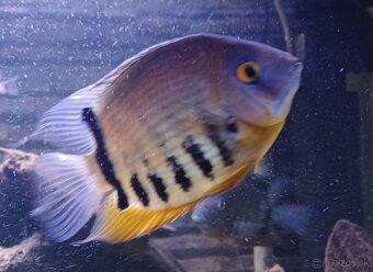 Heros severum - 2