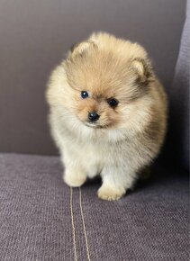 Pomeranian - 2