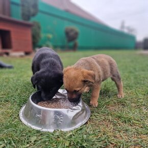 Darujeme šteniatka psíkov labrador - 2