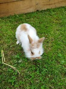 Zakrslý králik - 2
