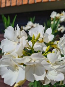 Oleander farba biela - 2