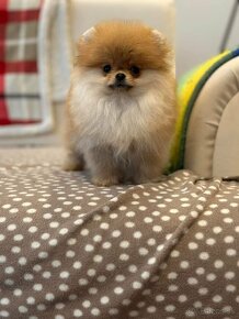 Pomeranian  mini - 2