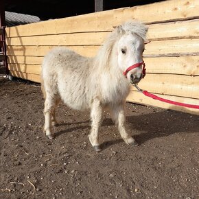 Mini shetland pony Kobyla - 2