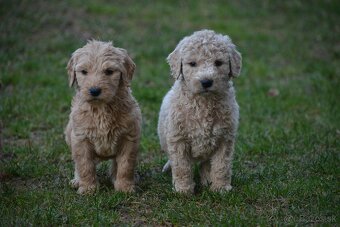 Goldendoodle F1 - 2