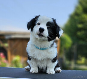 Welsh Corgi Cardigan-štěňata s průkazem původu FCI - 2