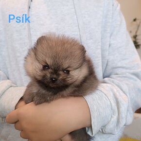 Pomeranian - 2