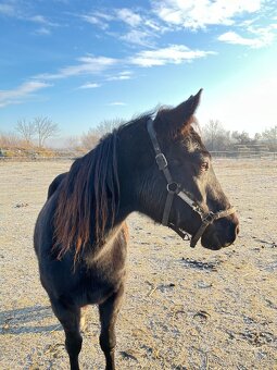 Predám kobilu qh - 2