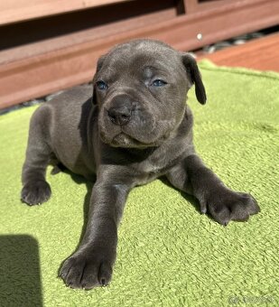 Výnimočné šteniatka americký bandog s rodokmeňom - 2