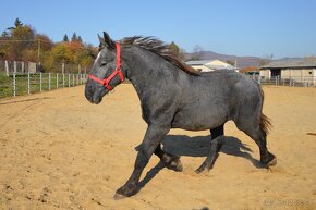 Predám žrebca - Percheron - 2