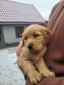 Golden retriever-zlatý retriever - 2