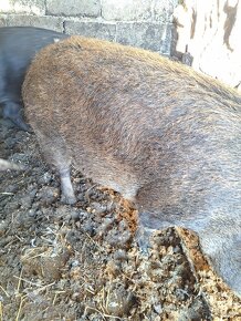 Pripustena prasnica duroc-mangalica - 2