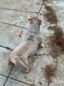 American Bully Pocket - 2