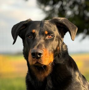 Beauceron s PP - 2