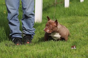 American bully exotic micro - 2