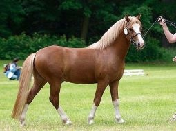 Welsh mountain pony hřebec pripousti - 2