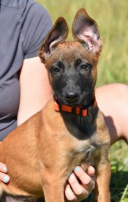 Belgický ovčák Malinois - 2