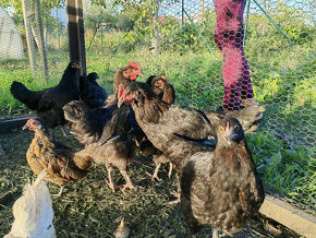 marans - 2