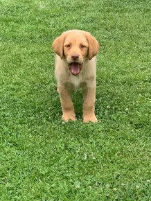 Čistokrevní štěňata labrador IHNED - 2