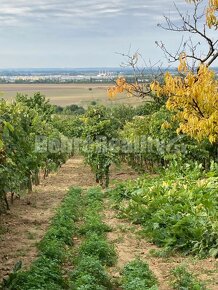 Záhrada s vinicou na predaj. - 2