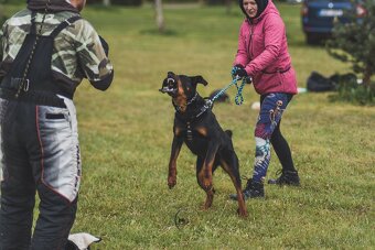 Beauceron s PP - 2