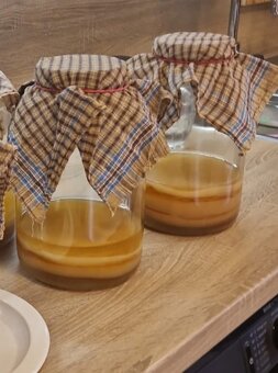 Kombucha scoby - 2