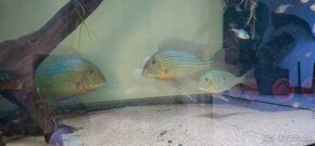 Predám Geophagus Altifrons - 2