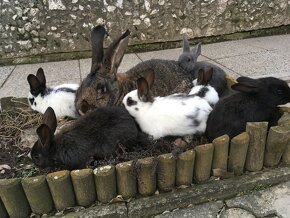 11mesačne Samice  mladými na predaj - 2