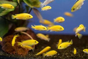 Labidochromis Caeruleus Yellow - 2