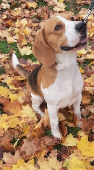 Beagle/bigl Tricolor - 2