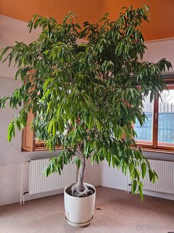 Ficus - 2