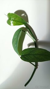 Epipremnum pinnatum ‘Cebu blue’ - Potosovec - Pothos - 2