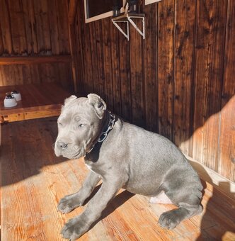 Šteniatka Cane Corso - 2