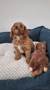 Cavapoo - 2