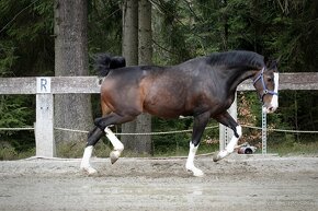 Maľovaná kobyla na chov, súťažná chôdza, 140 cm - 2