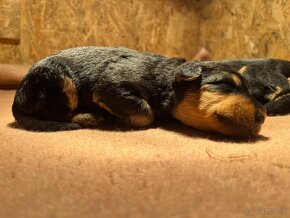 Airedale Terrier FCI - 2