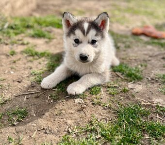 Šteniatka sibírsky Husky - 2