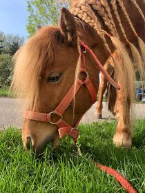 Shetland pony - 2