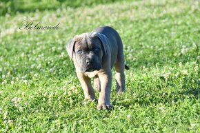 Cane Corso štěňata s FCI PP - 2