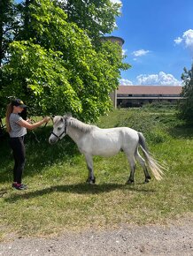 Predám pony valacha - 2