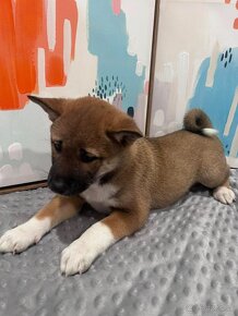 Roztomilé šteniatka Shiba Inu hľadajú milujúci domov - 2