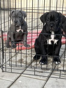 NAPREDAJ CANE CORSO - 2