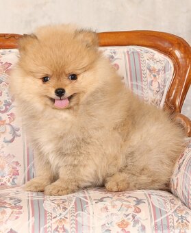 Pomeranian - 2