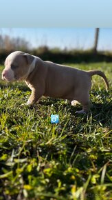 American bully - 2