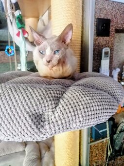 Devon rex s PP Macicka dohodou - 2