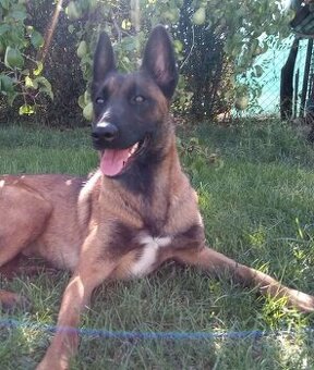 Belgický ovčiak Malinois - 2