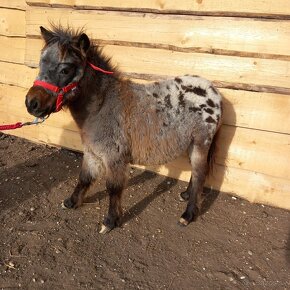 Mini shetland pony JOHAN - 2