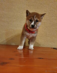 Shiba inu - 2