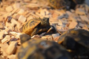 Testudo hermanni - Korytnačka zelenkastá 2024 - 2